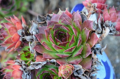 Dachhurz，花园，绿色，紫色，自然，多汁植物，叶子，植物