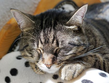 棕色虎斑猫，猫，老虎，动物，捕食者，虎，危险，注意力