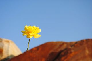 微距摄影，黄色，花朵，腮腺炎，自然，蓝色，晴朗的天空，户外