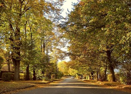 乌克兰、户外、旅游、城市、欧洲、树木、秋天、大气