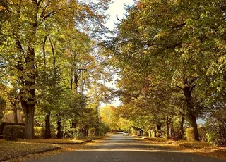 乌克兰、户外、旅游、城市、欧洲、树木、秋天、大气