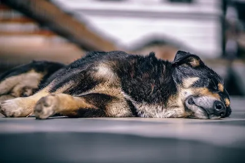 狗,小狗,动物,睡眠,地板,毛皮,哺乳动物,动物主题 狗,小狗,动物,睡眠,地板,毛皮,哺乳动物,动物主题