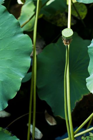 苏州，起步园，山楂，荷花，荷叶，绿色，生长，植物