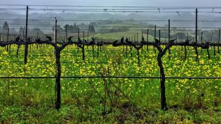 藤蔓、芥末、阴天、春天、栅栏、障碍、田地、边界