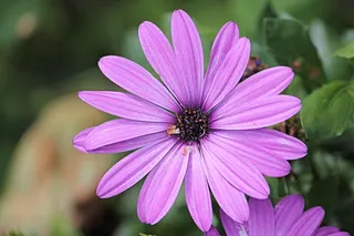 玛格丽特，博恩霍尔姆，粉色，花朵，布鲁姆，博恩霍尔姆玛格丽特，花朵，开花植物