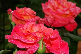 玫瑰，albrecht dürer，芳香玫瑰，多花，玫瑰花，花园玫瑰，开花，开花