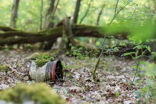 木材，自然，树木，植物，叶子，森林，环境，盒子