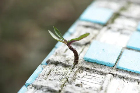 植物,活的,花,叶,只,芽,细节,环境 植物,活的,花,叶,只,芽,细节,环境