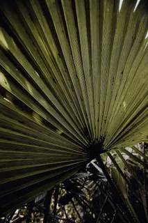 葡萄牙里斯本贝伦热带植物园