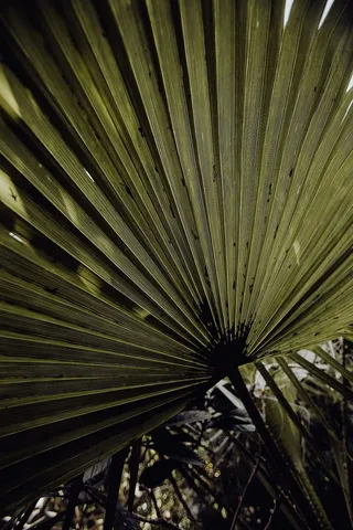 葡萄牙里斯本贝伦热带植物园