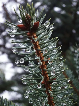 模糊，树枝，圣诞节，特写，颜色，针叶树，水滴，常绿