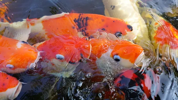 特写,照片,锦鲤鱼,鱼,水族馆,鱼,水下 特写,照片,锦鲤鱼,鱼,水族馆,鱼,水下