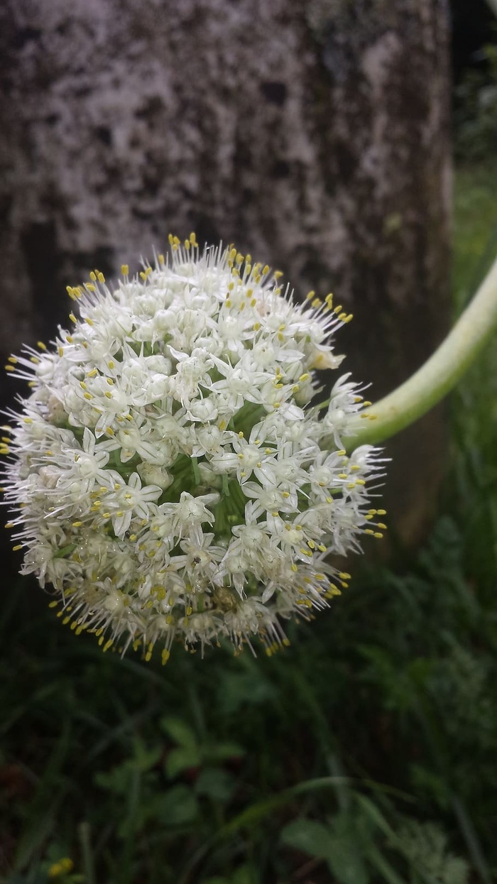 大蒜开花