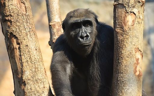 大猩猩、猴子、动物、毛茸茸的、杂食动物、肖像、蒂尔帕克·赫拉布伦、动物主题