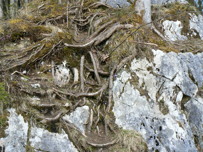 根，树根，根，魔幻森林，腹地，拉姆索，植物，天