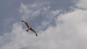 动物，鸟，飞行，飞行，海鸥，海鸥，天空，翅膀