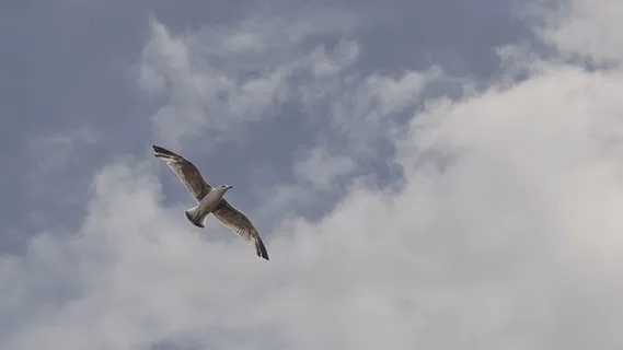 动物,鸟,飞行,飞行,海鸥,海鸥,天空,翅膀 动物,鸟,飞行,飞行,海鸥,海鸥,天空,翅膀