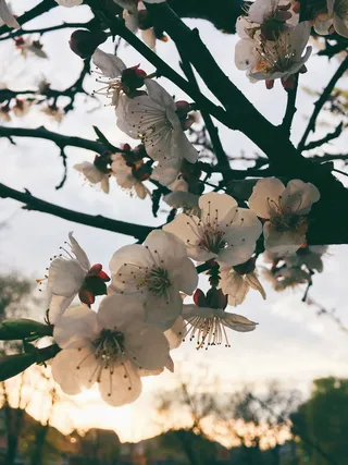 乌克兰，樱花春天美味樱花自然朴素，植物，开花植物，生长，美丽的自然，花，新鲜