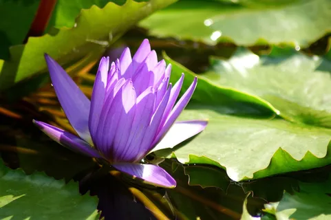 睡莲,花,睡莲,莲花,莲花,黄花,紫睡莲,紫池玫瑰 睡莲,花,睡莲,莲花,莲花,黄花,紫睡莲,紫池玫瑰