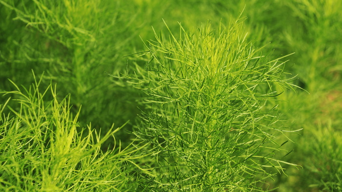 自然，叶子，绿色，绿色，植物，生长，没有人，自然之美