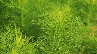 自然，叶子，绿色，绿色，植物，生长，没有人，自然之美