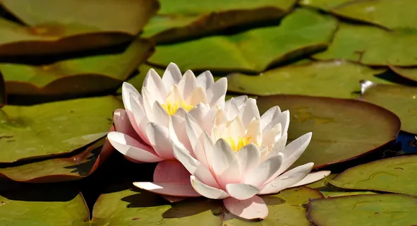 特写,摄影,白色,睡莲,绿色,豆荚,特写摄影,白莲花 特写,摄影,白色,睡莲,绿色,豆荚,特写摄影,白莲花