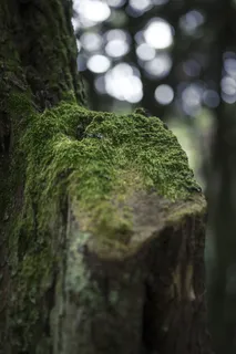 葡萄牙辛特拉，自然公园，树木，绿色，苔藓，植物，生长