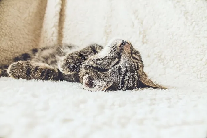 棕色斑猫