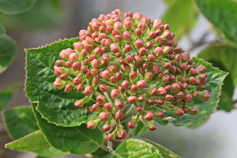 花卉,伞形花序,植物,花园,春天,农业,生长,植物部分 花卉,伞形花序,植物,花园,春天,农业,生长,植物部分