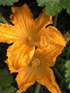 花，花，黄，西葫芦花，春天，小胡瓜，西葫芦，脆弱