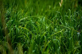 特写照片，绿色，草，关闭，照片，水，露水，湿