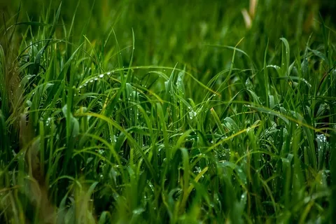 特写照片,绿色,草,关闭,照片,水,露水,湿 特写照片,绿色,草,关闭,照片,水,露水,湿