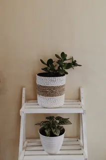 两株盆栽植物 两株盆栽植物