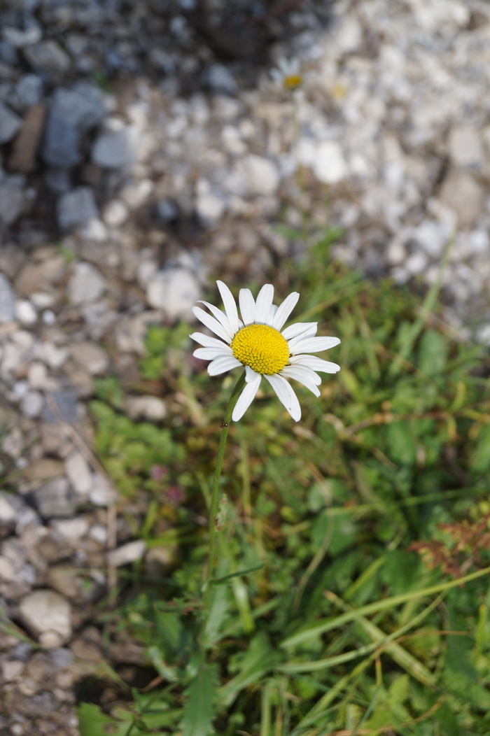 daisy，flower，bellis哲学，bloom，bloom，plant，white，nature
