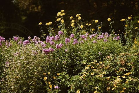 野花灌木丛照片 野花灌木丛照片