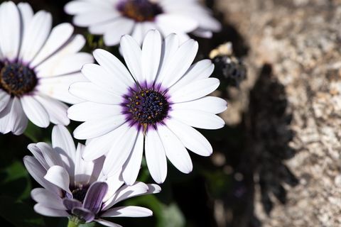 开普雏菊、花朵、白色、自然、植物、花朵、花园、特写