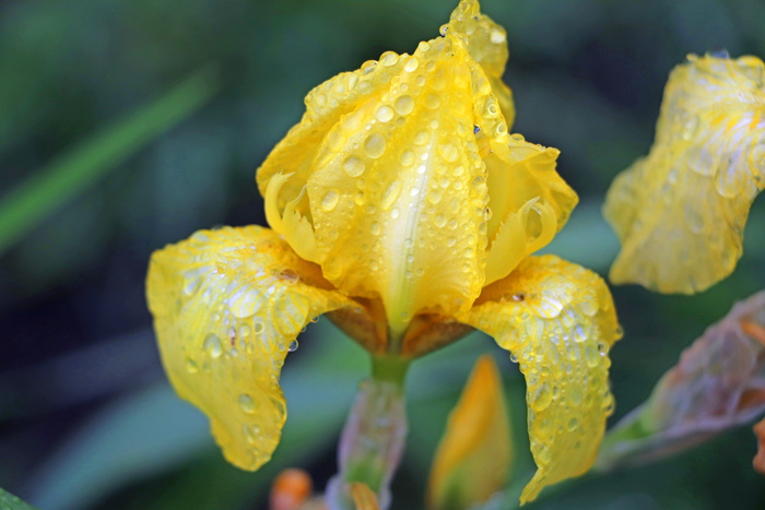 雨，花，黄，植物，自然，水滴，关闭，花园