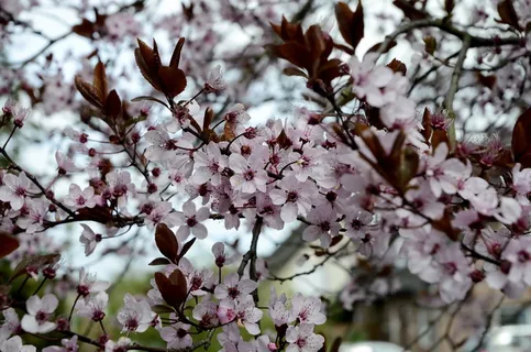 山毛榉,粉色,粉色花,樱花,浪漫,开花,花园,树 山毛榉,粉色,粉色花,樱花,浪漫,开花,花园,树