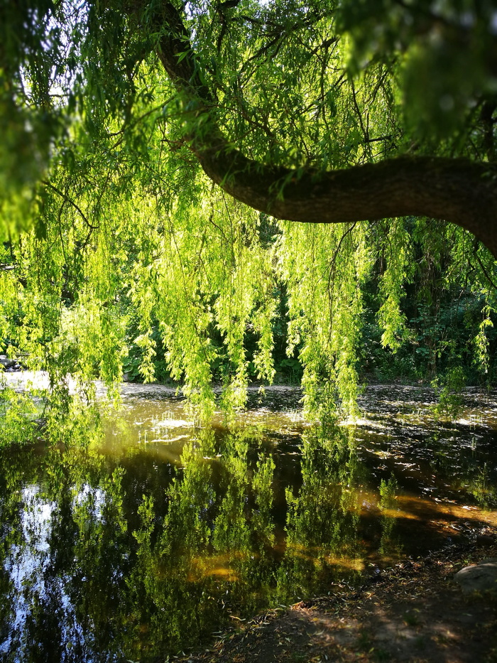 丹麦，弗雷德里克斯堡，弗雷德里克斯堡花园，阳光，绿色，自然，湖泊，水