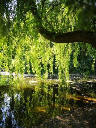 丹麦，弗雷德里克斯堡，弗雷德里克斯堡花园，阳光，绿色，自然，湖泊，水