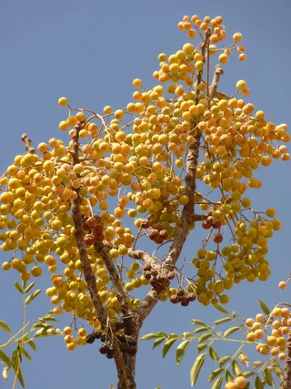 约旦、假日、旅游、中东、浆果、植物、金钱、树木