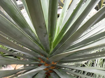 仙人掌,植物,绿色,长,细,生长,叶,绿色 仙人掌,植物,绿色,长,细,生长,叶,绿色