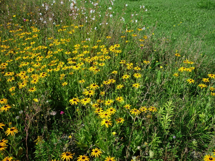 太阳帽，黄色，花，欣欣向荣，床，植物，居住区，neulobeda