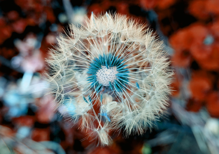 蒲公英，植物，特写，宏观，自然，开花，开花，尖花