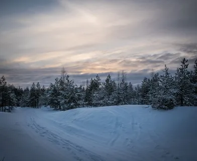 雪堆环绕的青松林 雪堆环绕的青松林