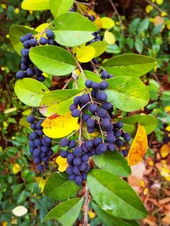 树，浆果，叶，植物部分，生长，健康饮食，水果，食物
