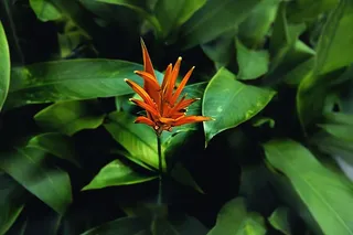 花，自然，花园，花，春天，玫瑰，玫瑰，植物