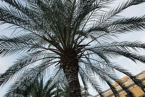 西班牙的棕榈树