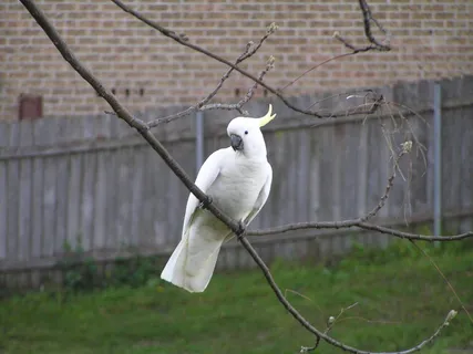 栖息，树枝，凤头鹦鹉，鸟，树枝，树，鹦鹉，野生动物