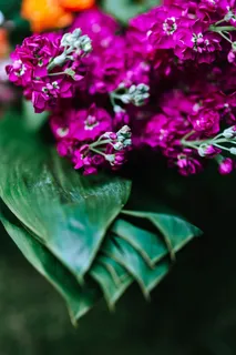 五彩缤纷的奇花异草